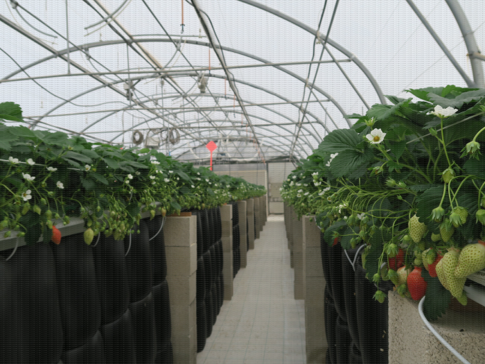 Culture de fraisier en tunnel bioclimatique : ce dispositif, couplé à un tunnel double paroi, permet un gain de précocité d’une dizaine de jours par rapport à un tunnel de référence simple paroi